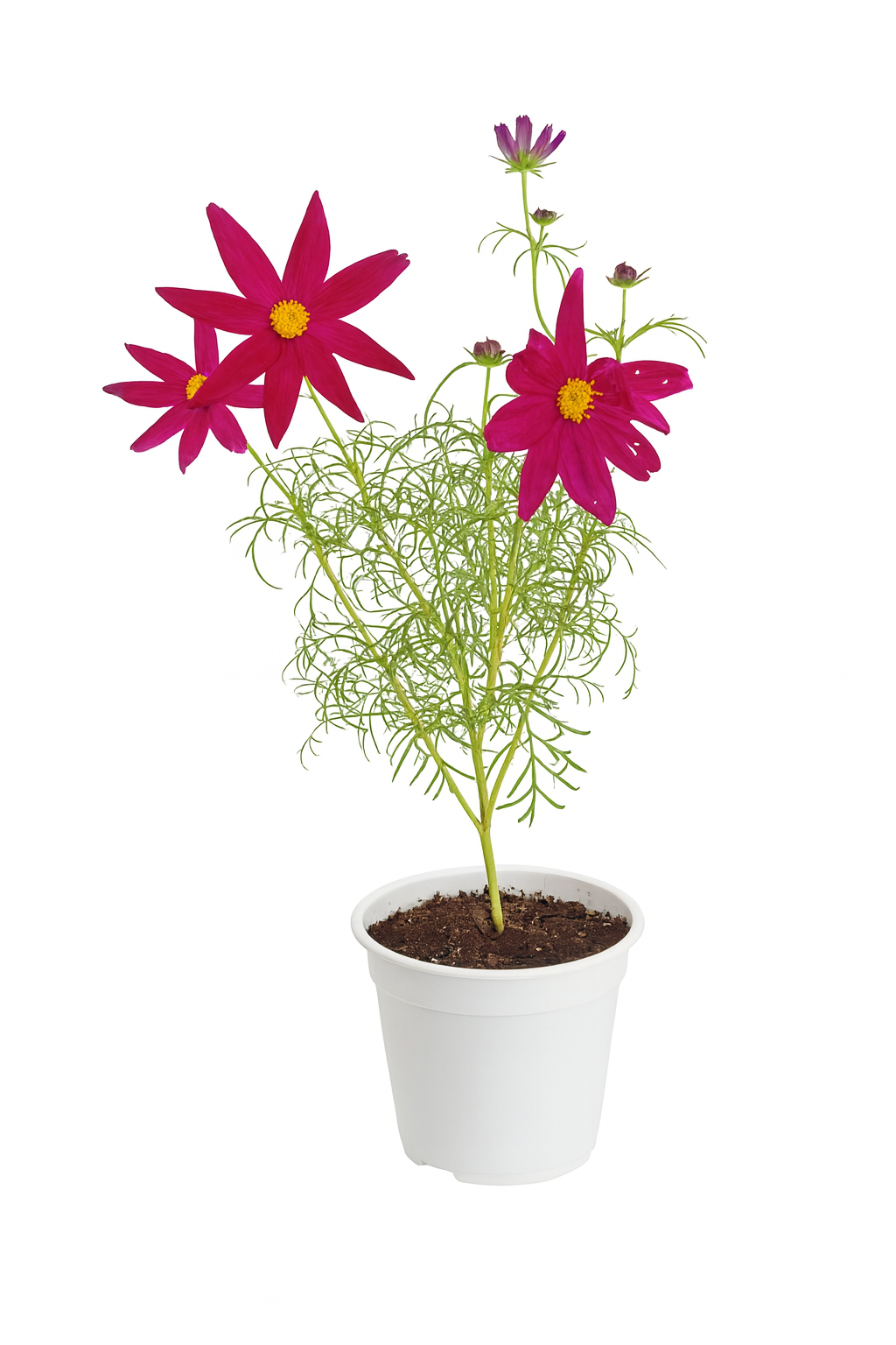 Cosmo Red Plant