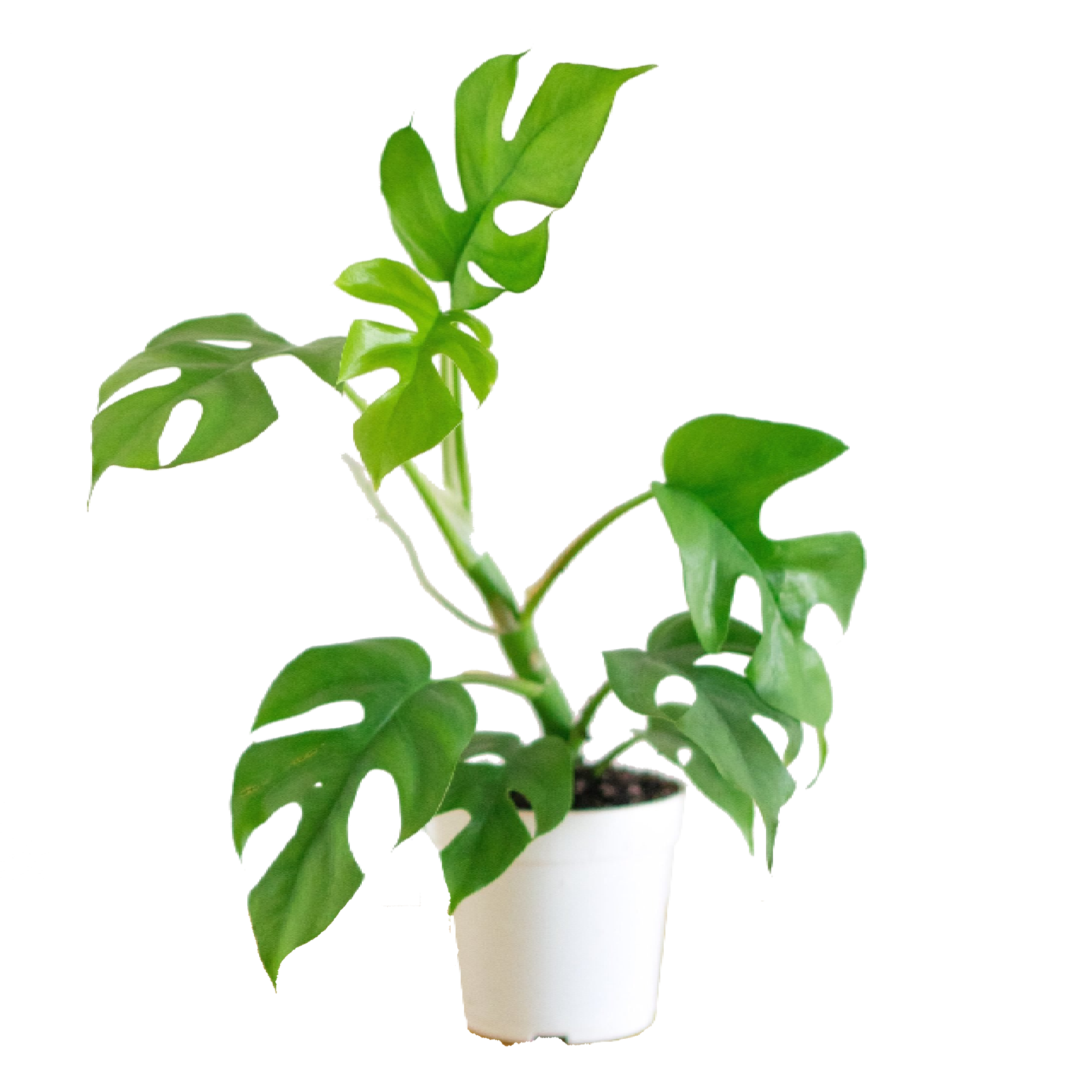 Rhaphidophora Tetrasperma