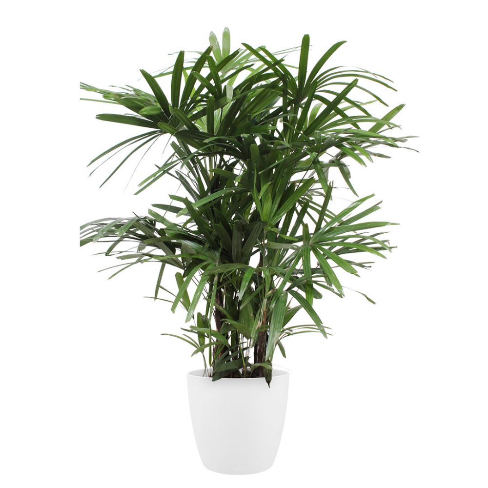 Rhapis Excelsa