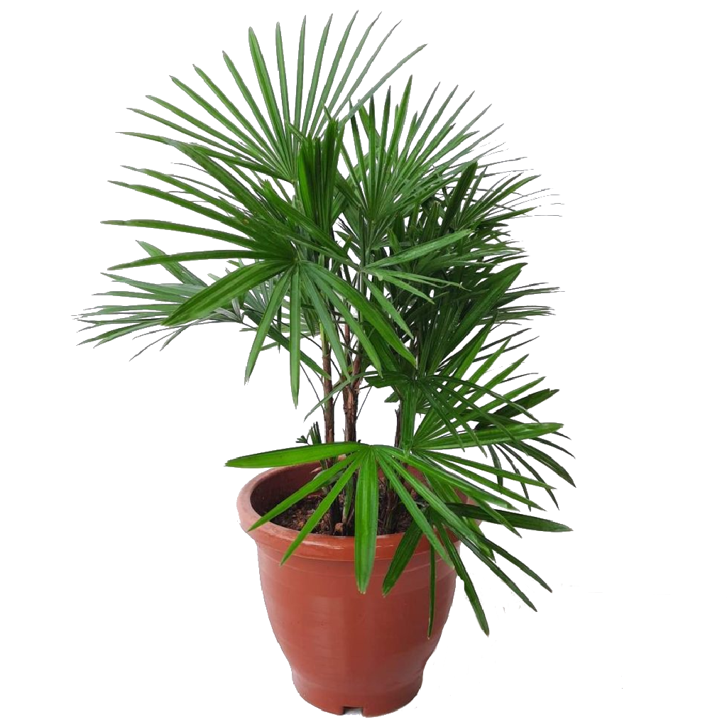 Rhapis Multifida