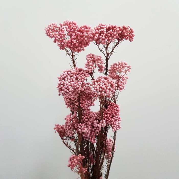Riceflower