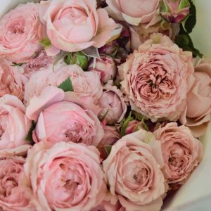 Rose Spray Juliet
