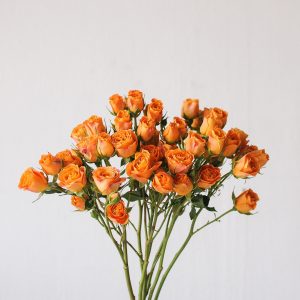 Rose Spray Orange