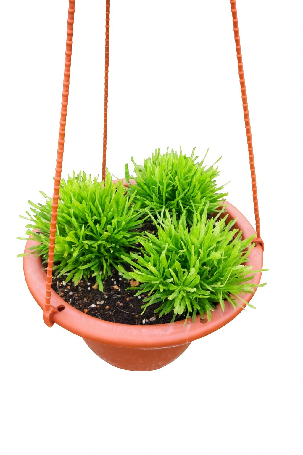 Rumput Hemigraphis Repanda