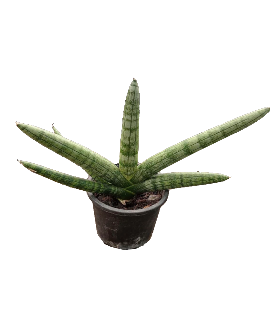 Sanseveria Cylindrica (Buddha’s Hand)