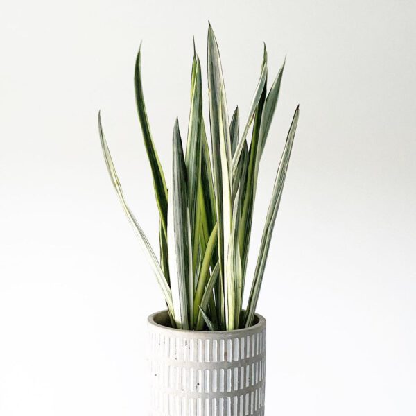 Sansevieria Bantel’s Sensation
