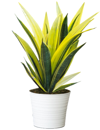 Sansevieria Gold