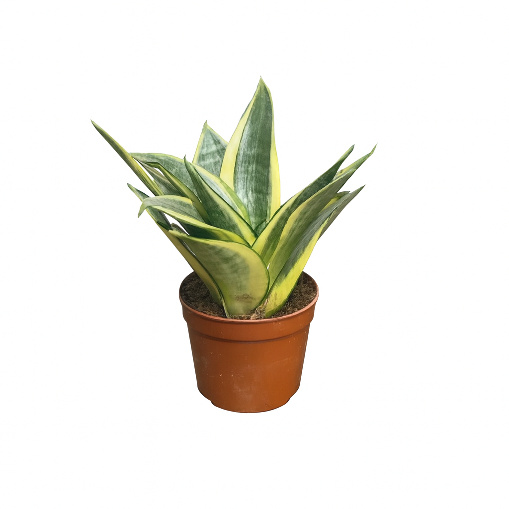 Sansevieria Golden Hanii