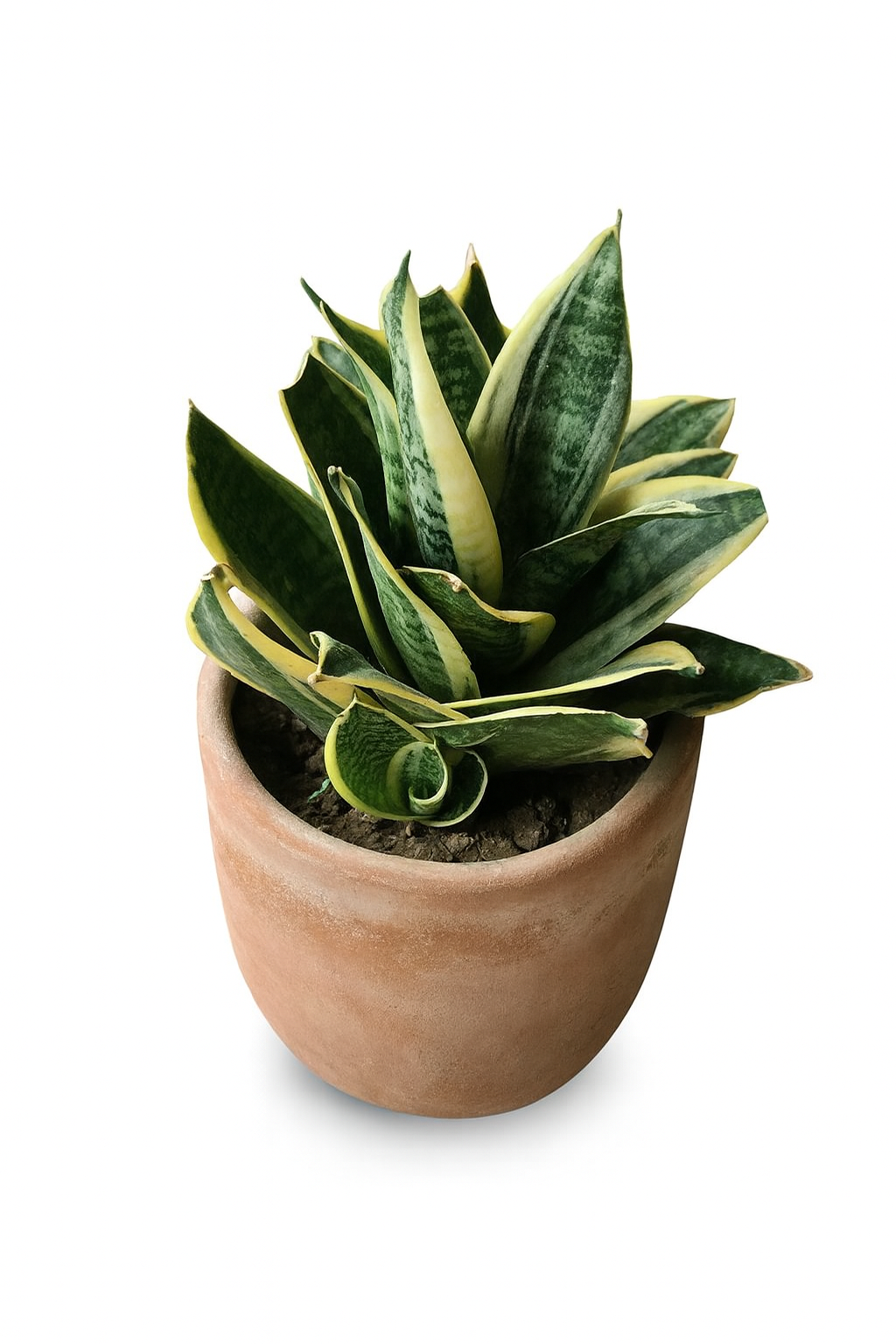 Sansevieria Golden Hanii