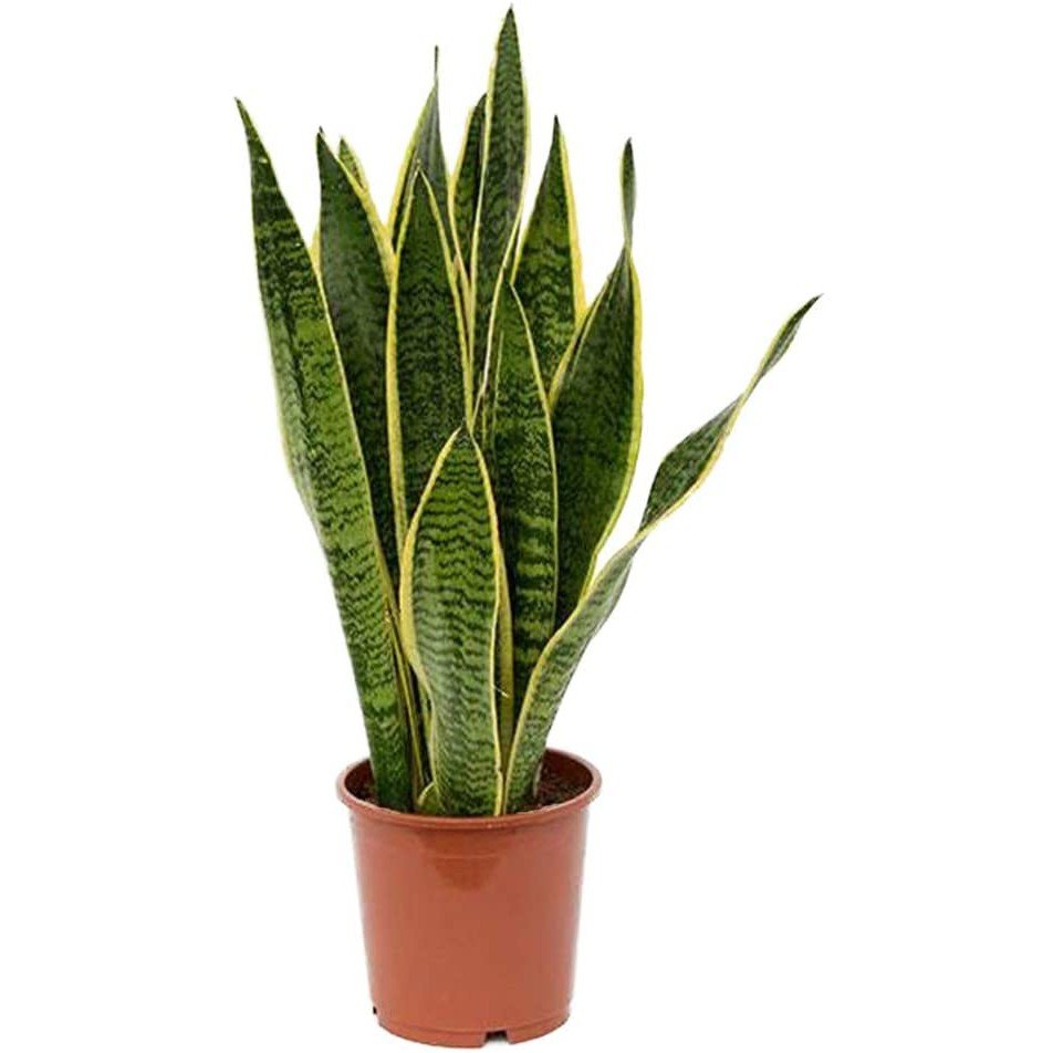 Sansevieria Laurentii