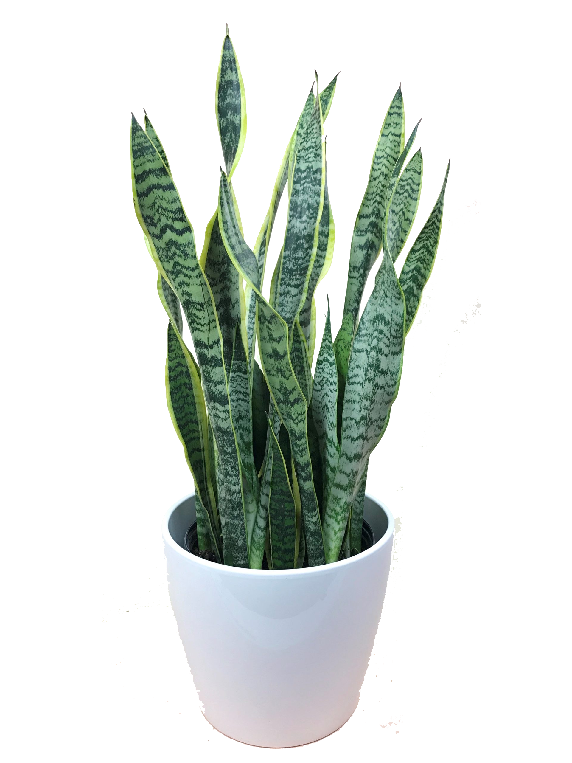 Sansevieria Laurentii