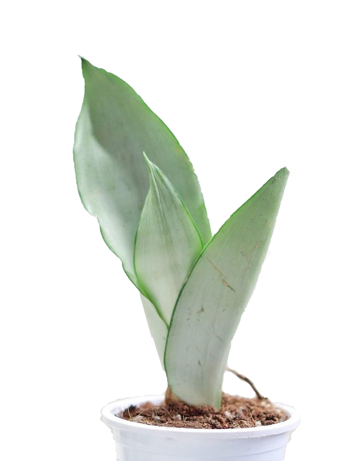 Sansevieria Moonshine