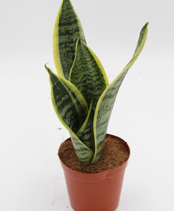 Sansevieria Super Bar (Snake Plant)