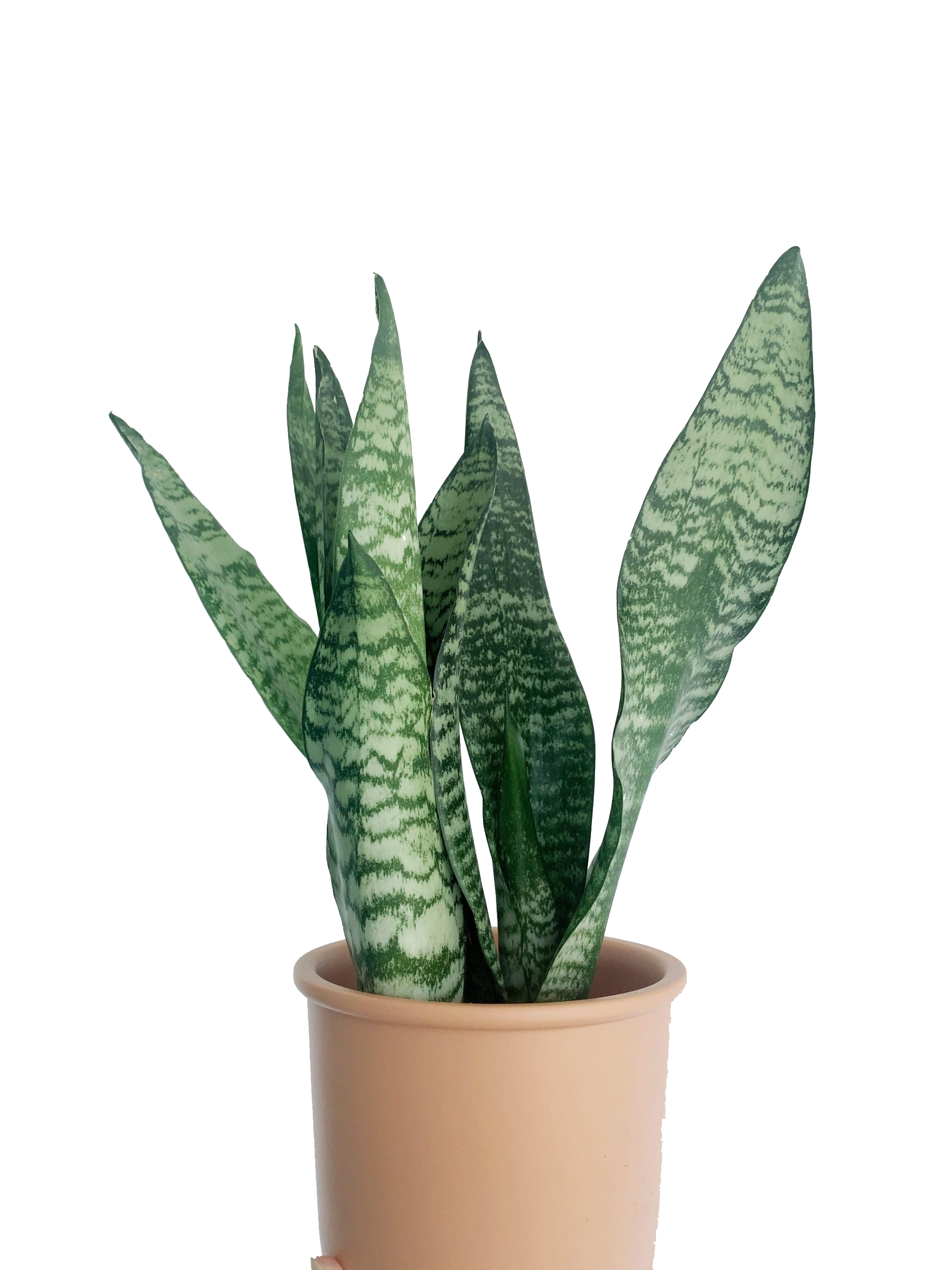 Sansevieria Trifascisata 'Future'
