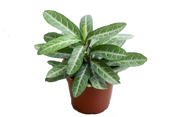 Sauropus Spatulifolius