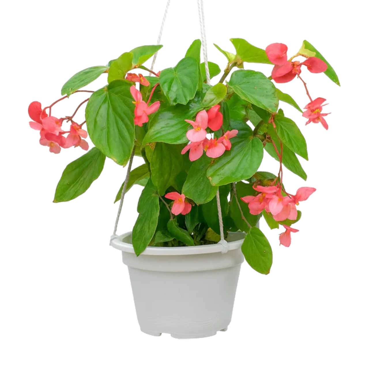 Scarlet Begonia