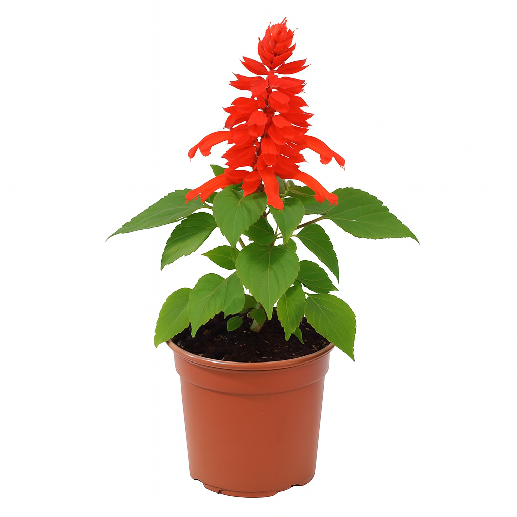 Scarlet Sage Plant