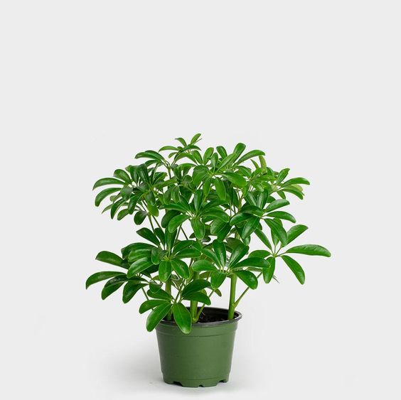 Schefflera Arboricola