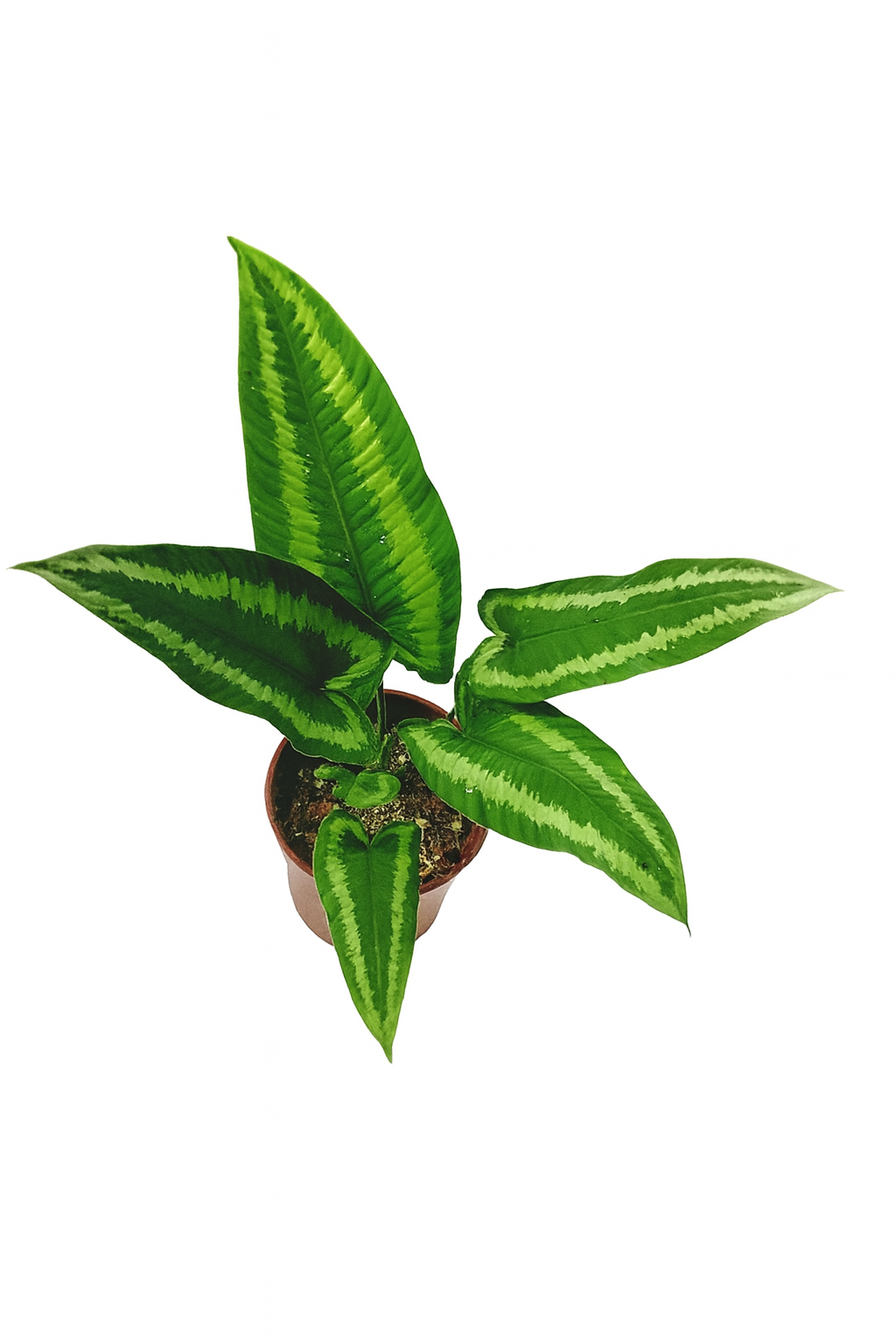 Schismatoglottis Wallichii