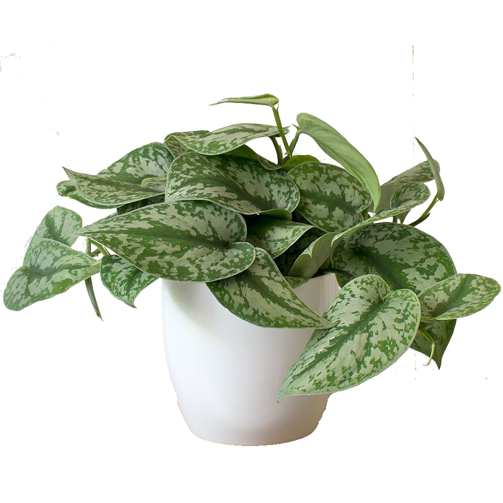 Scindapsus Plant