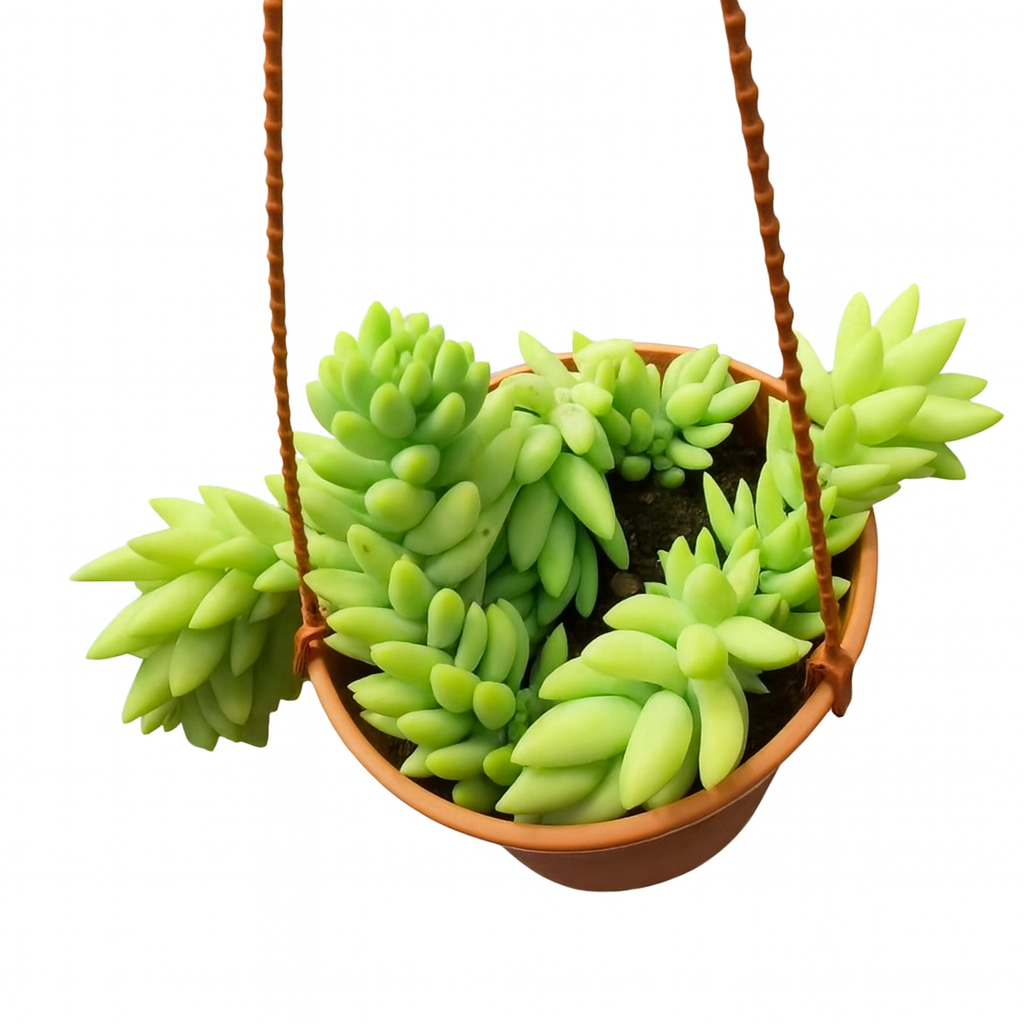 Sedum morganianum ‘Burrito’  多肉盆栽