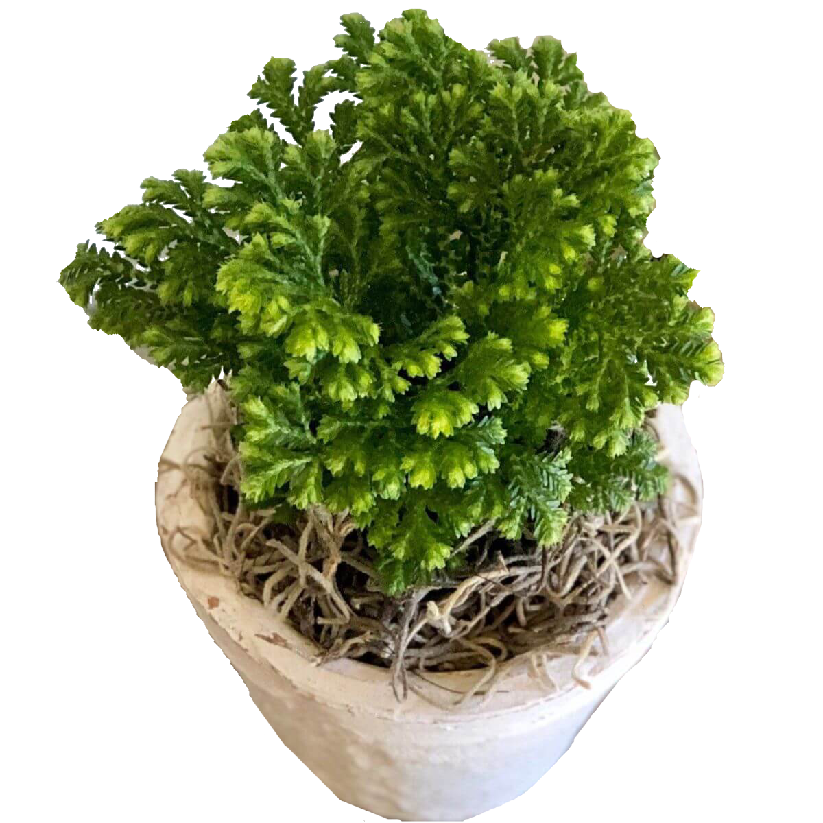 Selaginella Fern