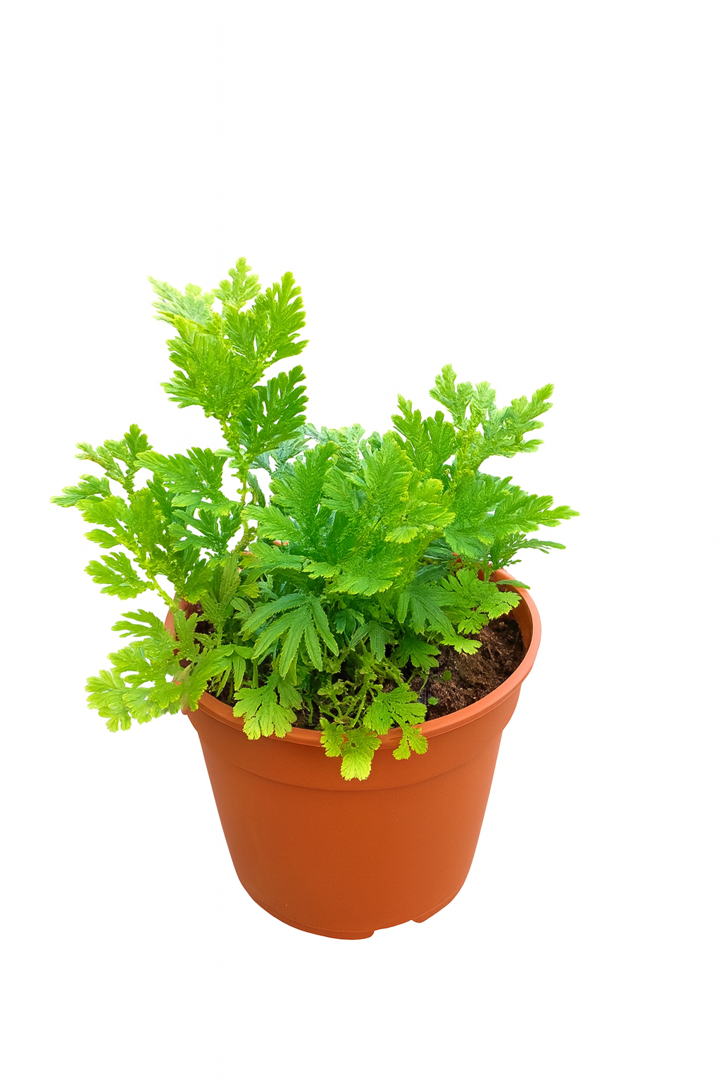 Selaginella Unicinata