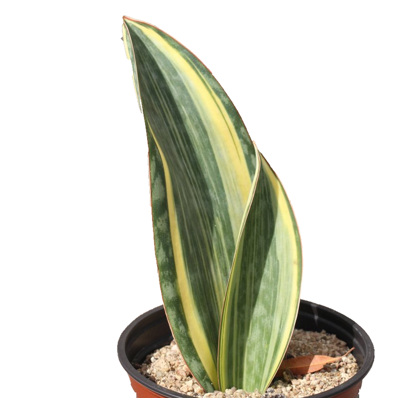 Sansevieria Whale Fin Plant