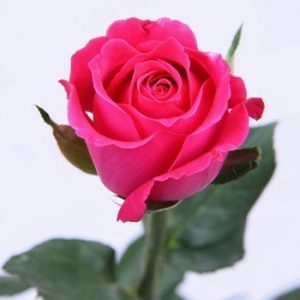 Shocking Pink