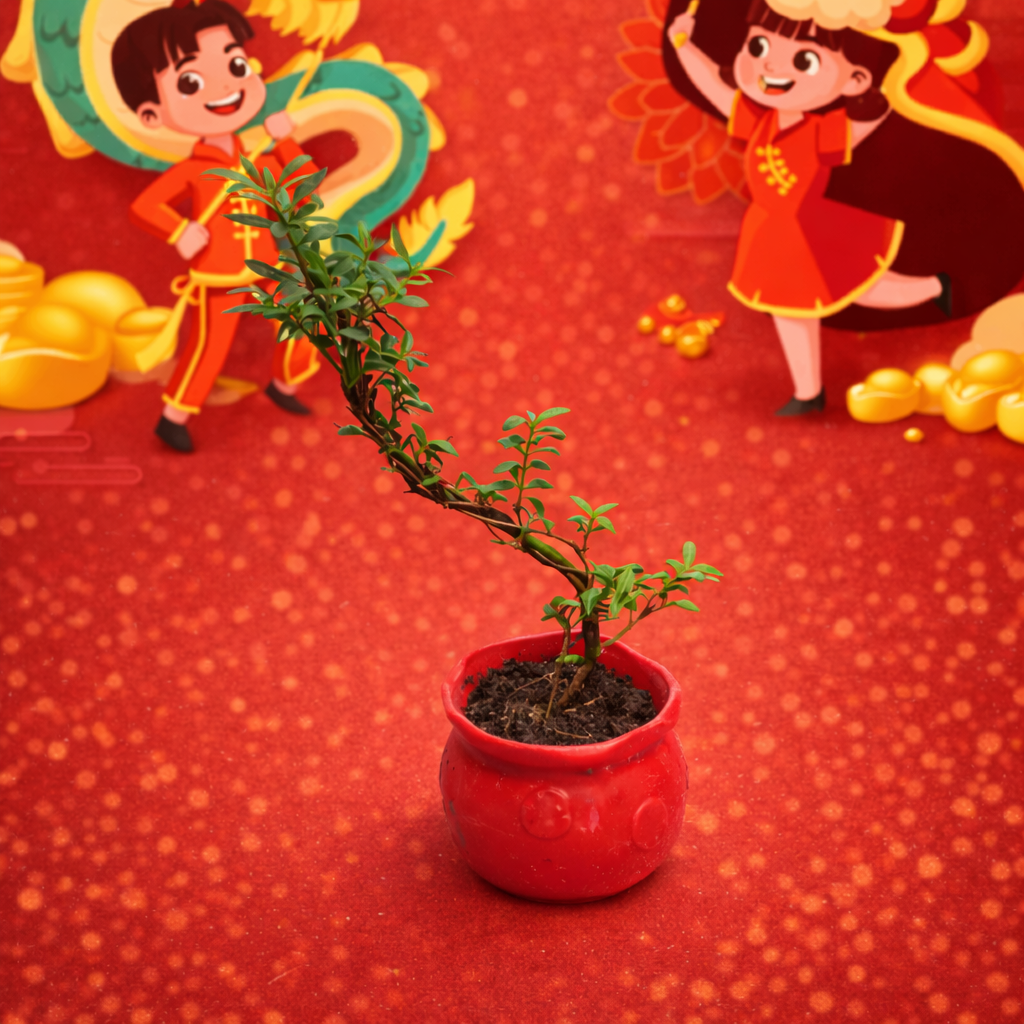 CNY Snowrose 雪玫瑰 | Office Plant