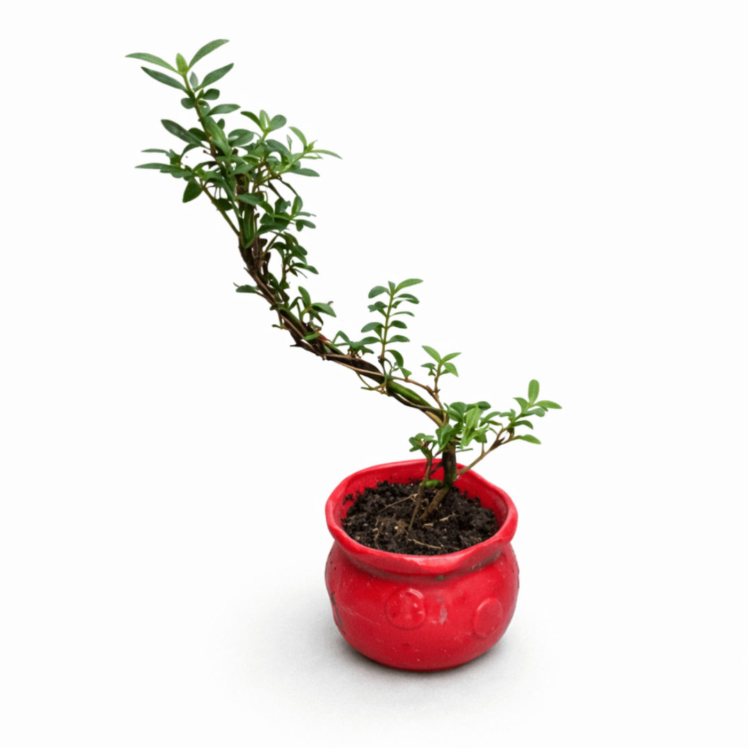 CNY Snowrose 雪玫瑰 | Office Plant