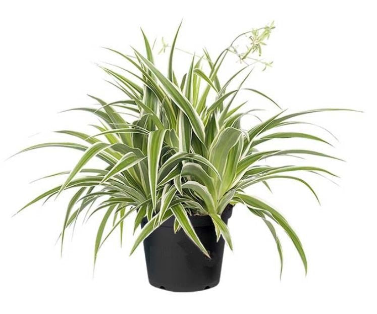 Chlorophytum Bichetii (Spider Plant)