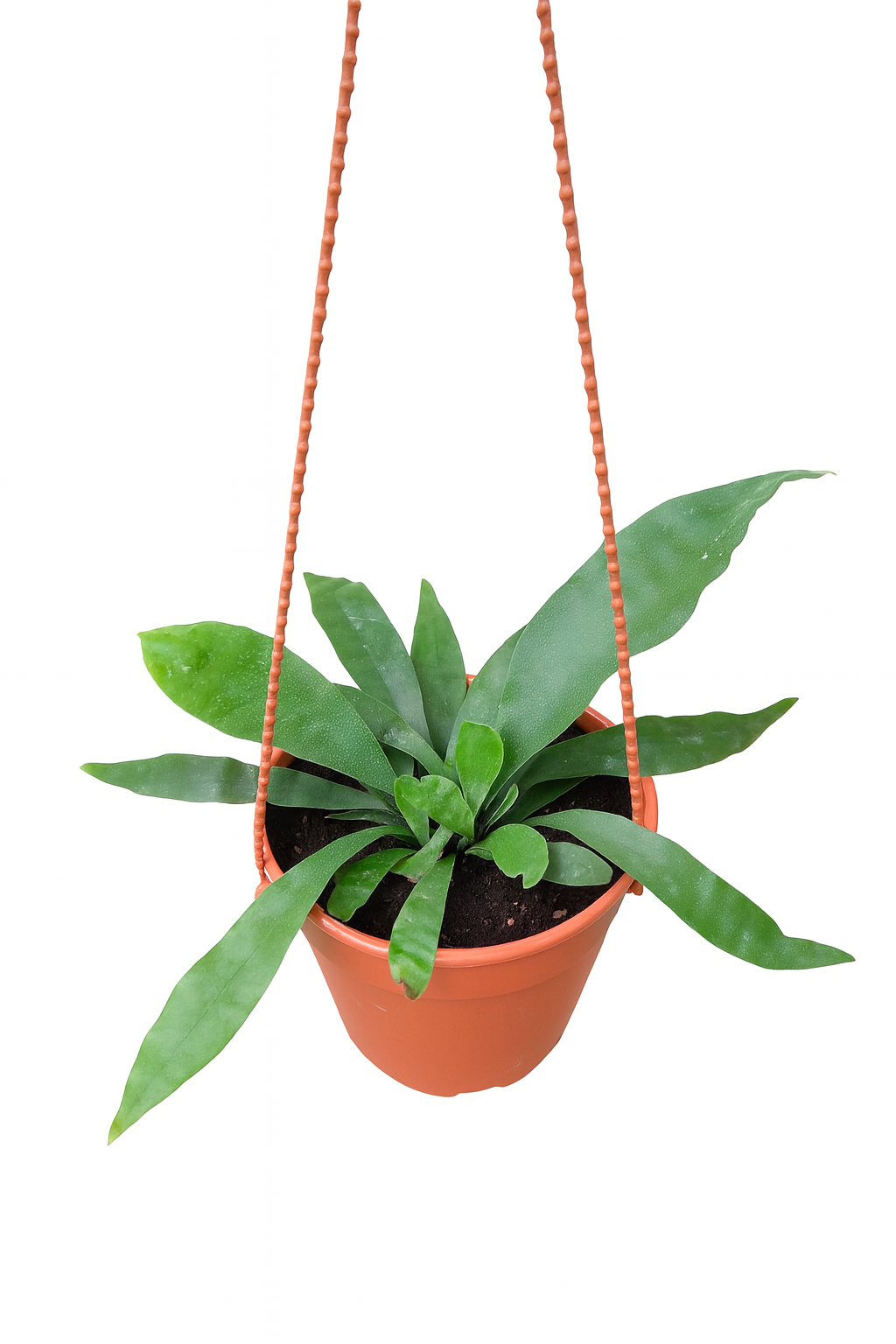 Staghorn Plant