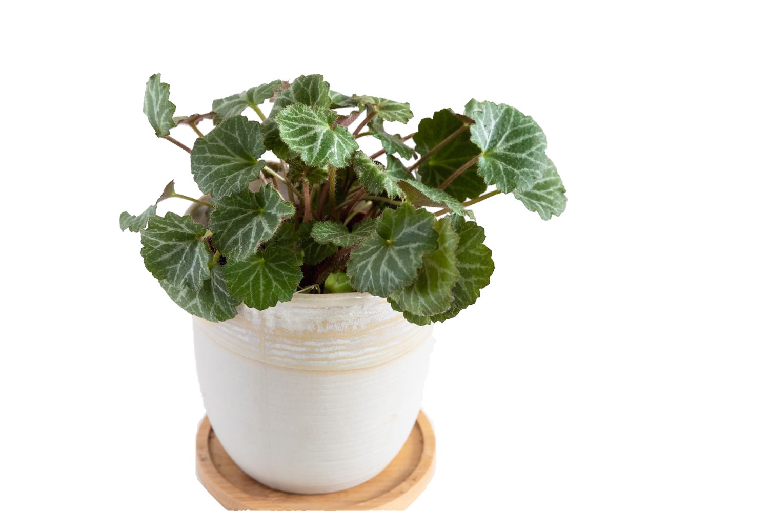 Strawberry Begonia Plant