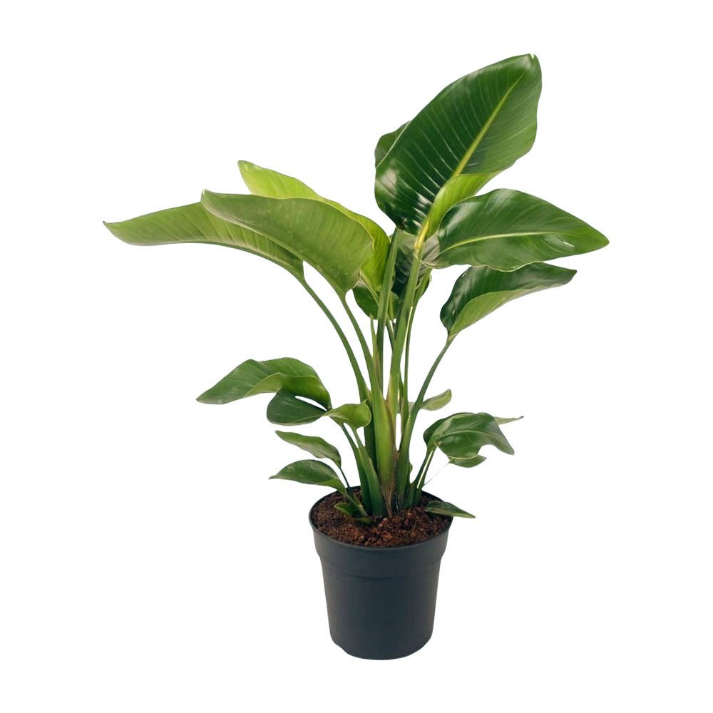 Strelitzia Alba (Birds of Paradise)