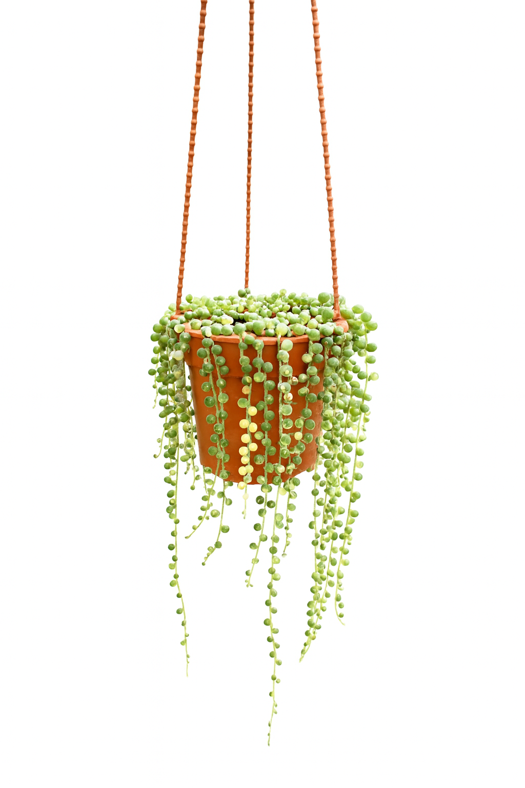 String of Pearls 多肉盆栽 (Hanging Succulent)