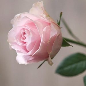 Sweet Pink Avalanche