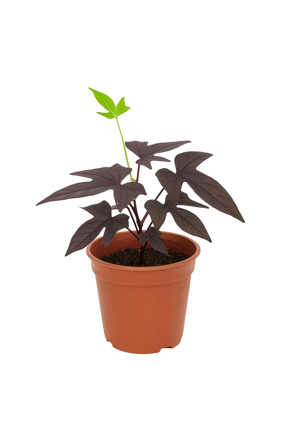 Sweet Potato Plant