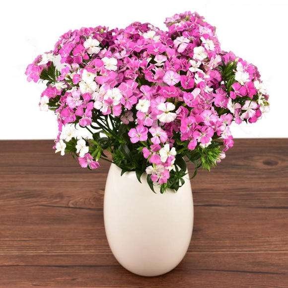 Sweet William