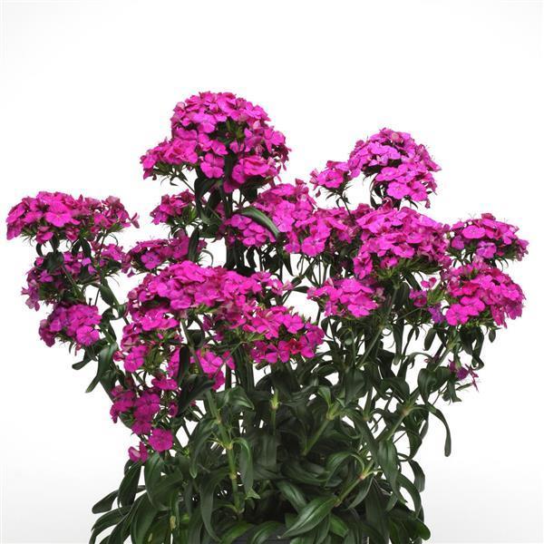 Sweet William