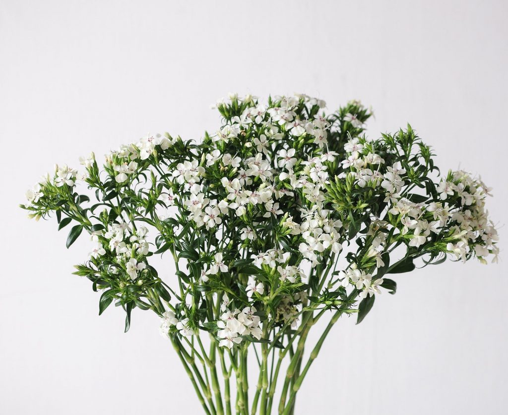 Sweet William