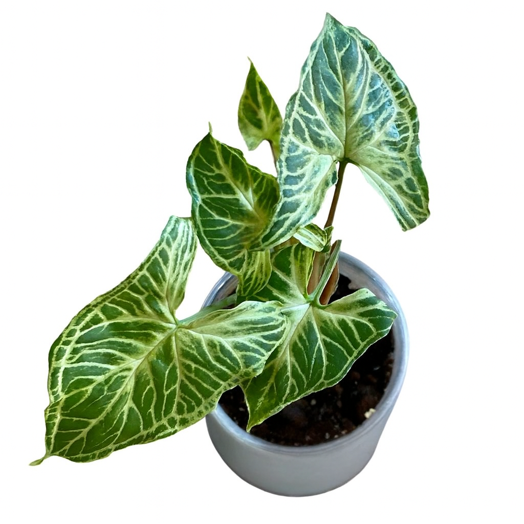 Syngonium Plant