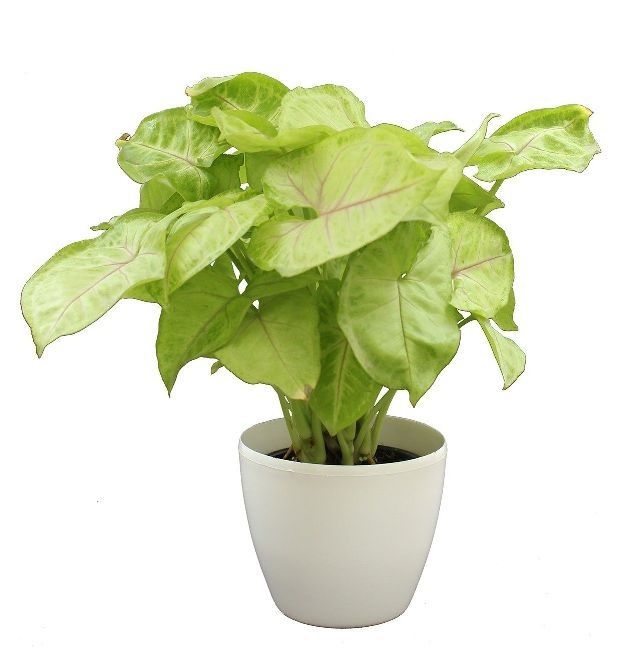Syngonium Plant