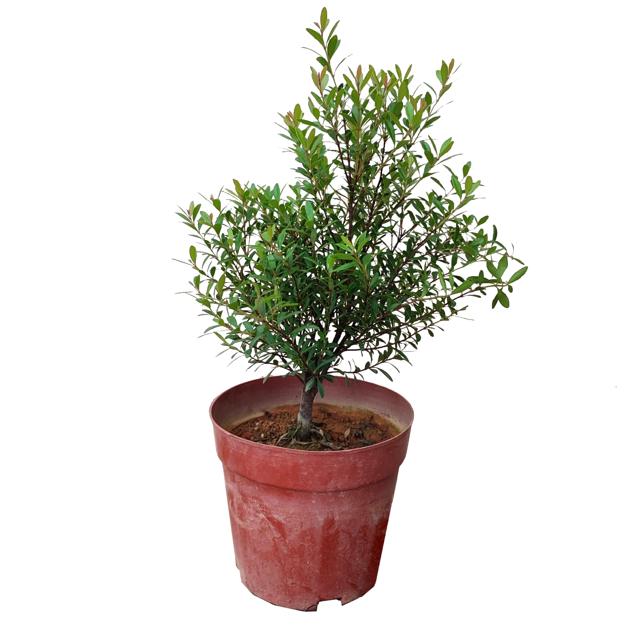 Syzygium Buxifolium