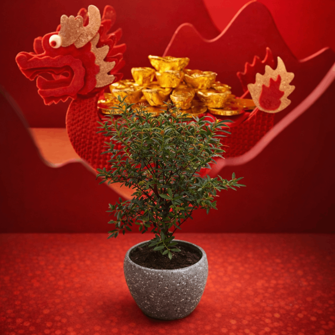 CNY Syzygium buxifolium | Potted Plant