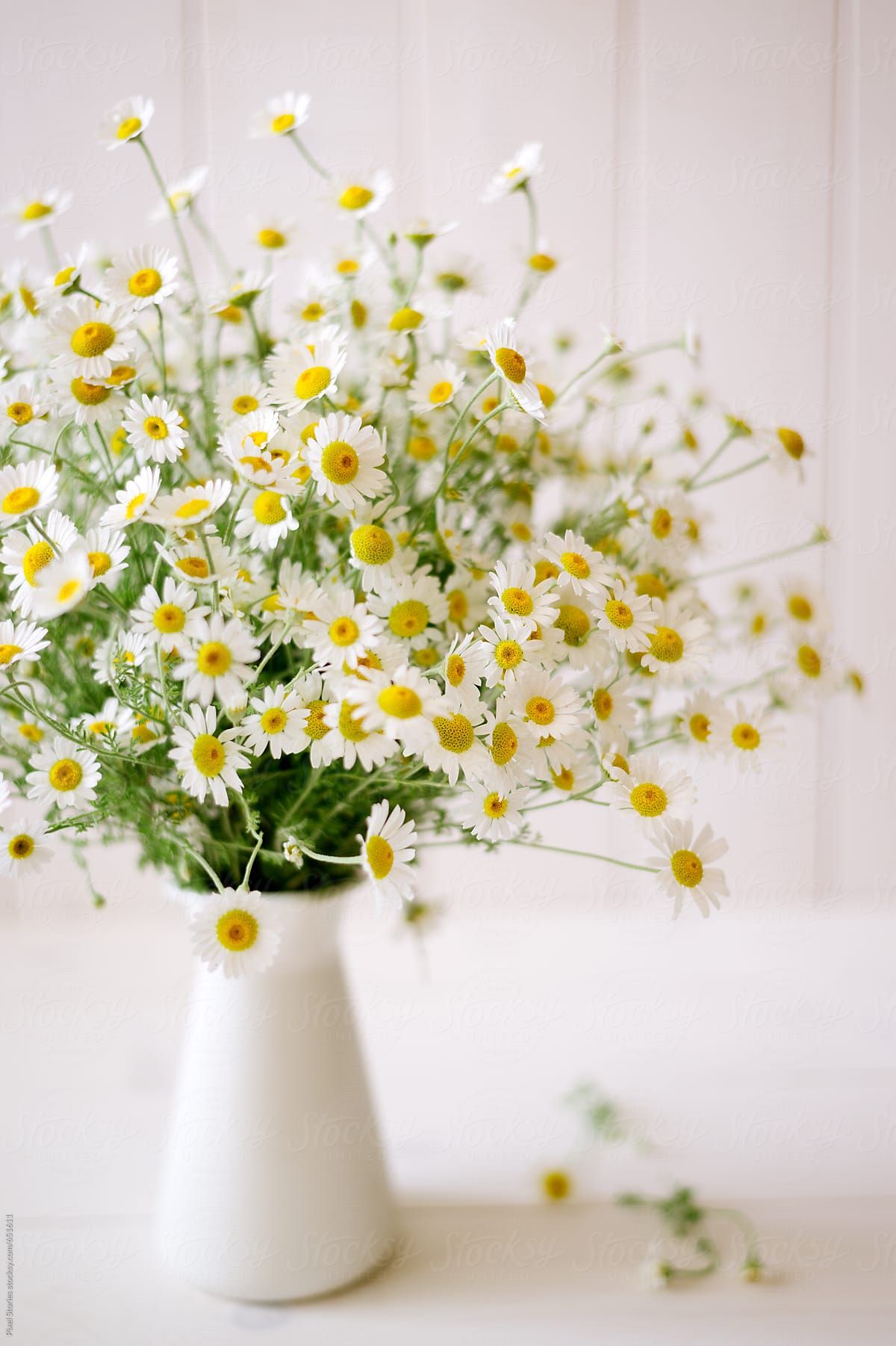 Tanacetum