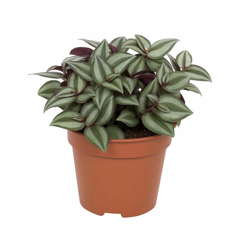 Tradescantia Fluminensis