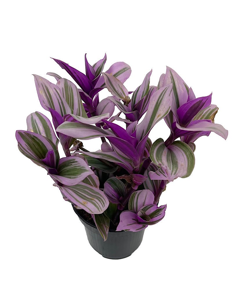 Tradescantia Fluminensis 'Tricolor'