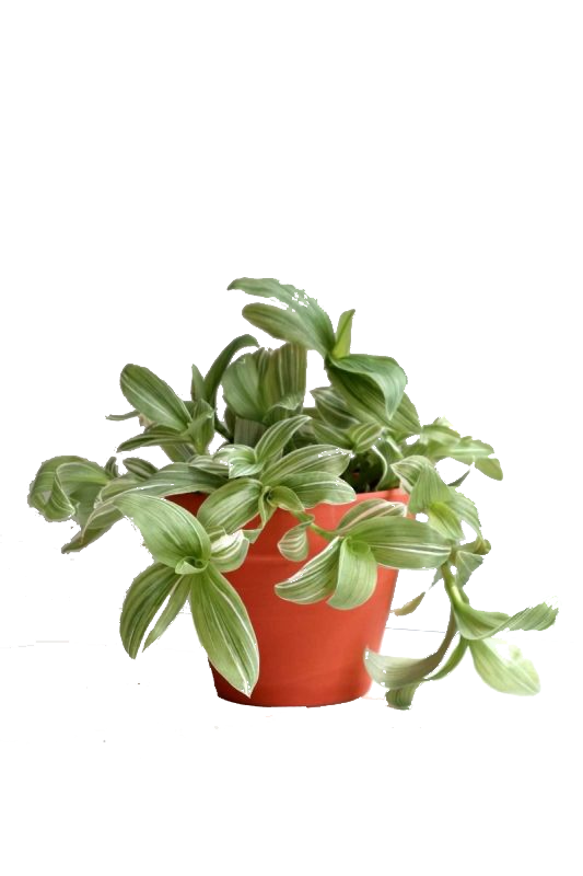Tradescantia Fluminensis 'Variegata'