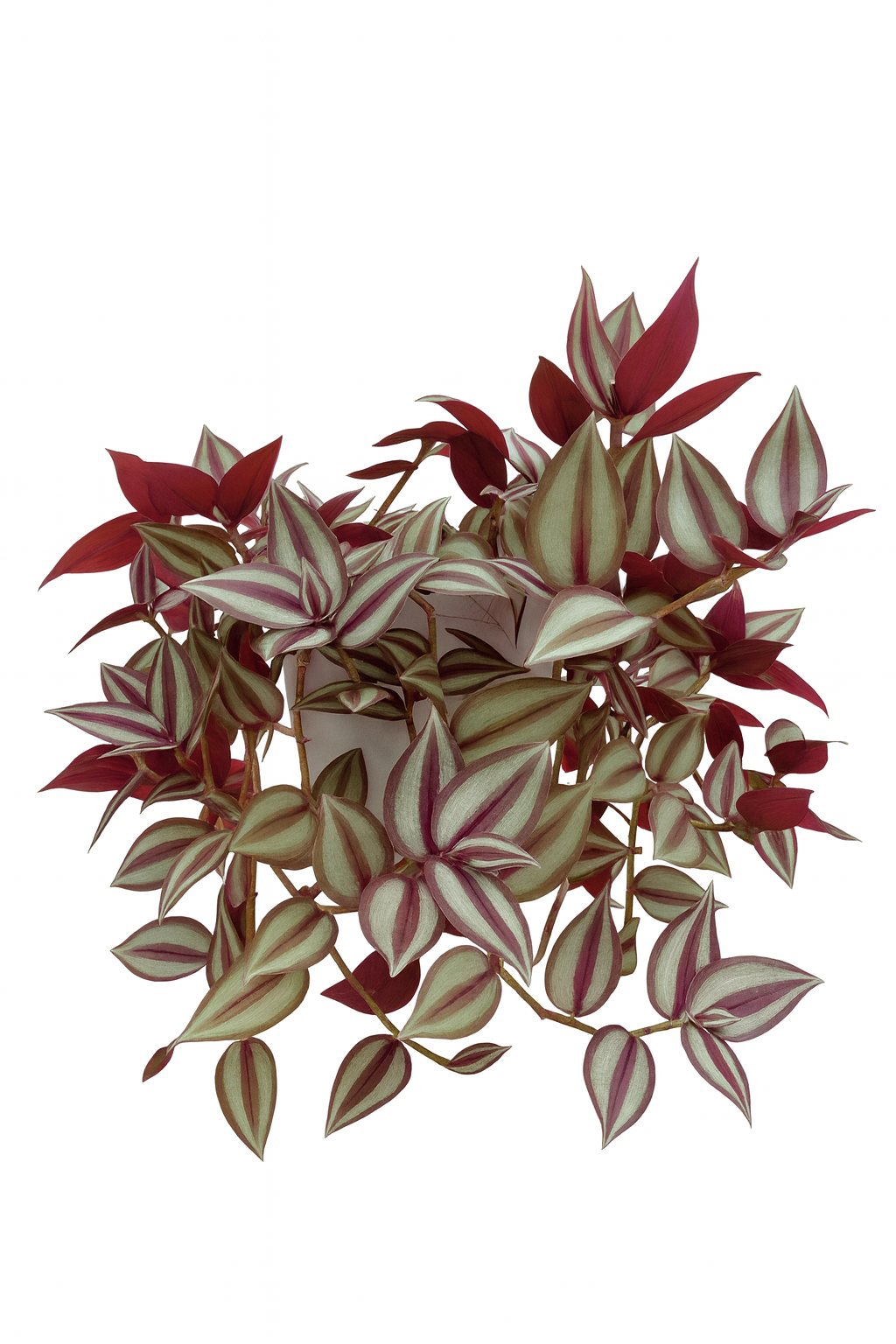 Tradescantia Pendula